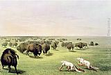 George Catlin Hunting Buffalo Camouflaged with Wolf Skins, circa 1832 painting